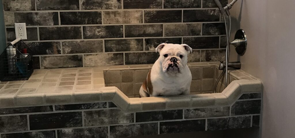 photo of quality control officer winston the dog in dog bath