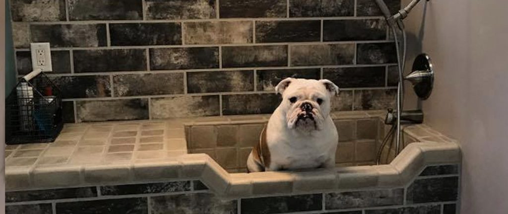 photo of quality control officer winston the dog in dog bath